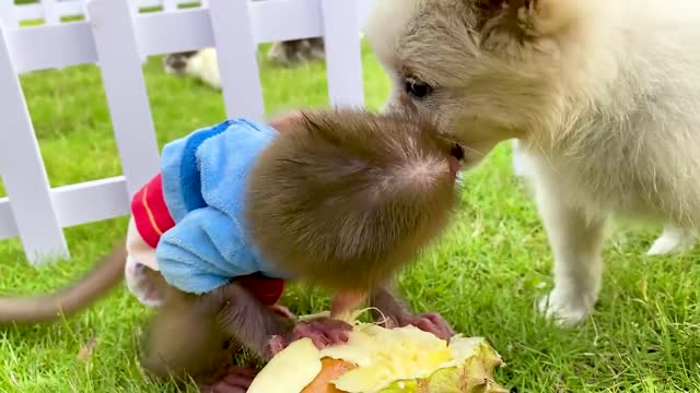 Monkey Baby Bon Bon plays in the pool with puppy and ducklings & eats fruit in the garden