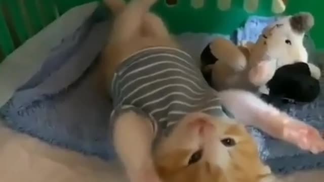 Very cute kitten