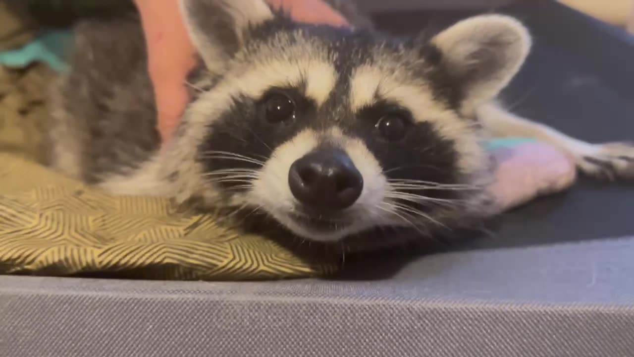 Kherson The Racoon From Kherson Zoo🦡🥰