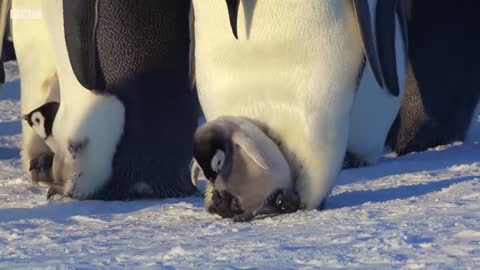 Baby Penguin Tries To Make Friends | Snow Chick: A Penguin's Tale | BBC Earth