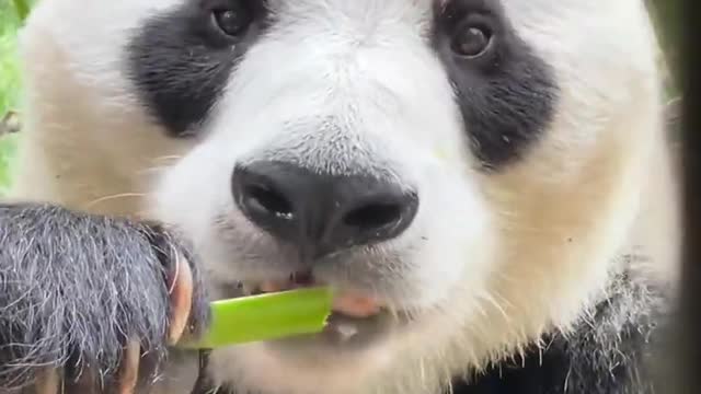 So cute panda eating bamboo shoot ASMR sounds