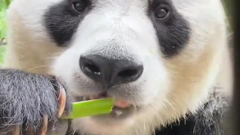 So cute panda eating bamboo shoot ASMR sounds