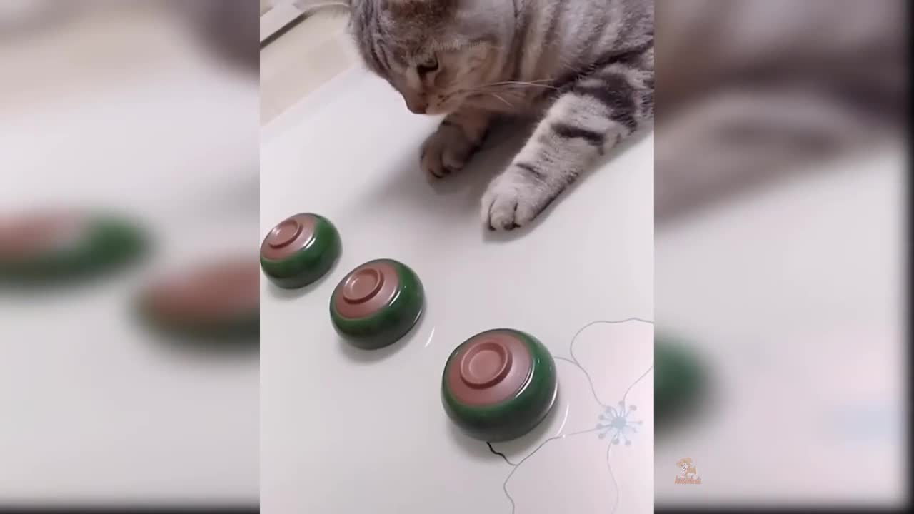 New video,,, funny cat play moment