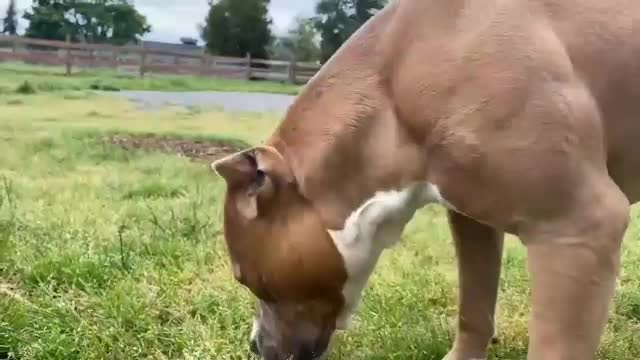 Garments dog