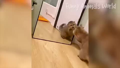 Funny cats and dogs videos