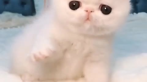 ANAK KUCING YANG LUCU DAN MENGEMASKAN