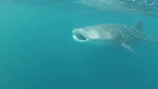 Divers with reef whale sharks