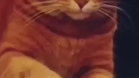Funny cat compilation👀😂