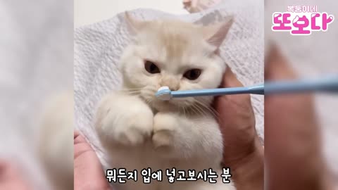 black eye cat amaizing