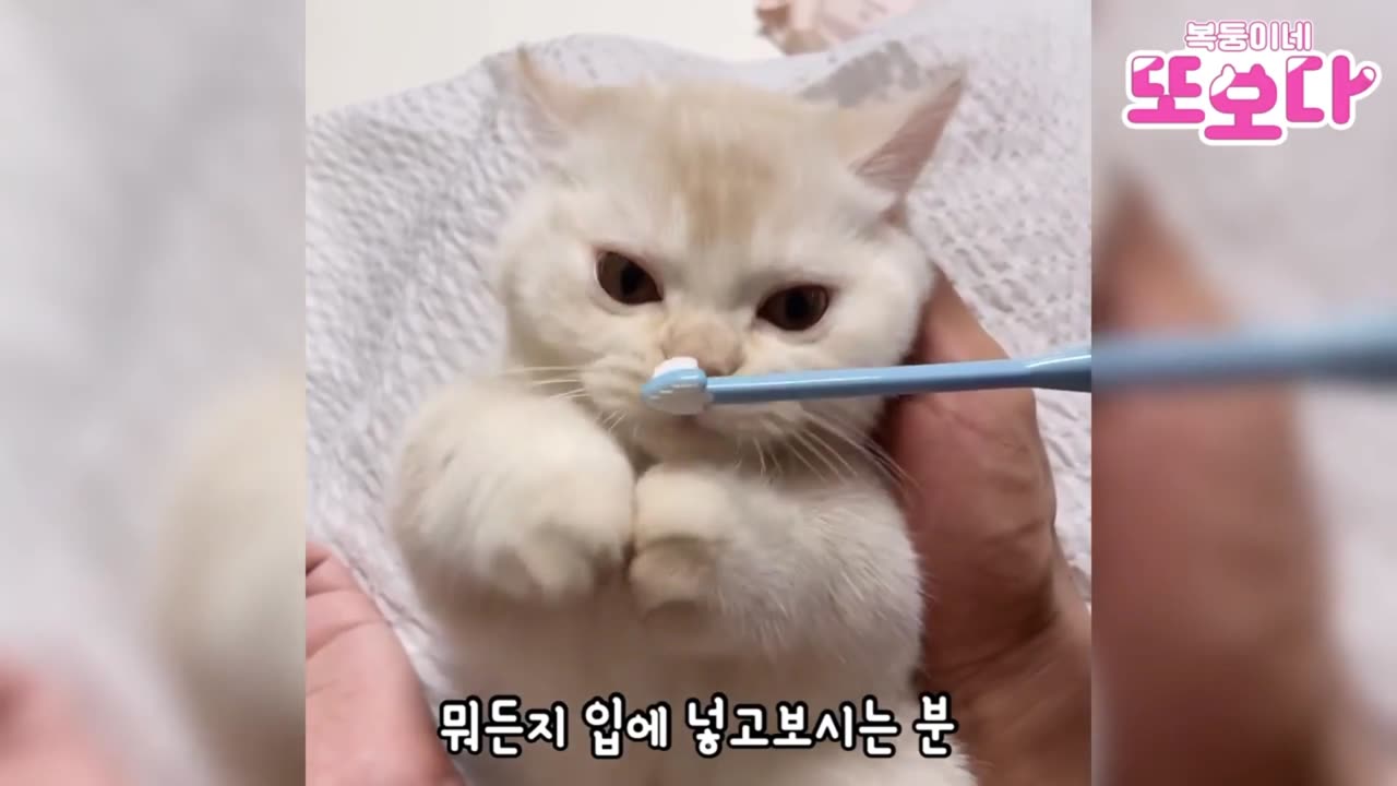 black eye cat amaizing