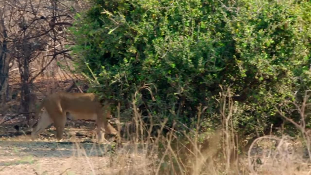 Lion Pride Devours Huge Meal