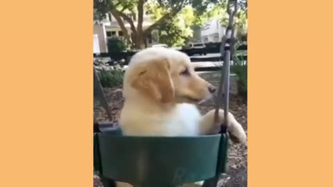 Funny Animal Videos Funny And Cute Animal Videos Compilation