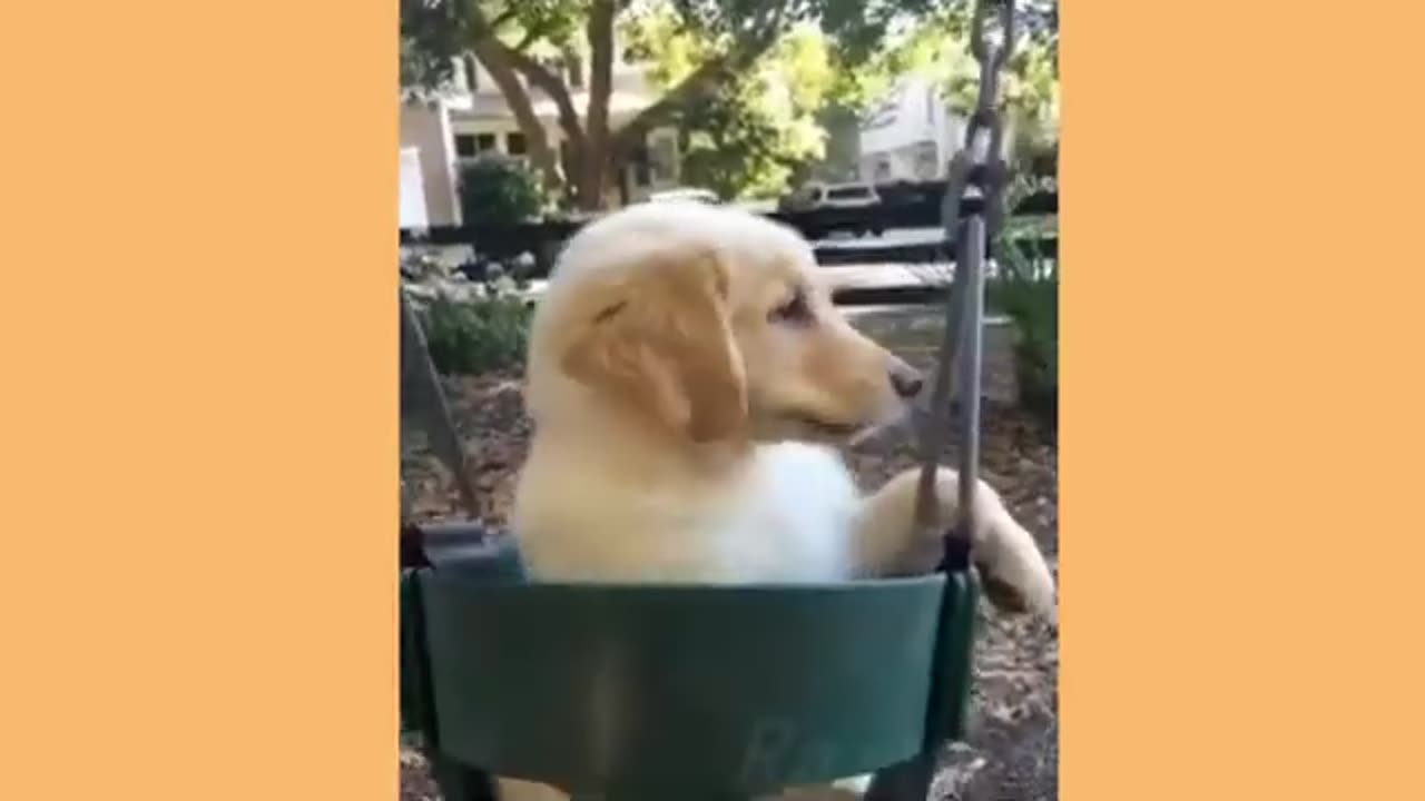 Funny Animal Videos Funny And Cute Animal Videos Compilation