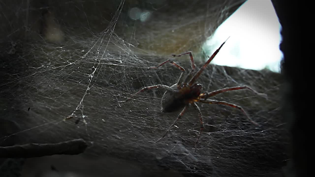 Spider and Web (Free to Use HD Stock Video Footage)