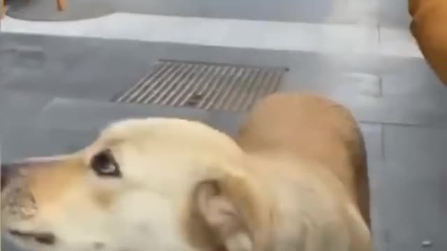 Funny animals try not to laugh 😂😂