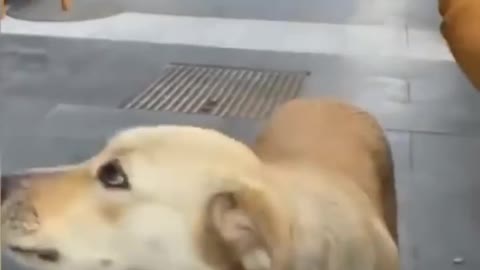 Funny animals try not to laugh 😂😂
