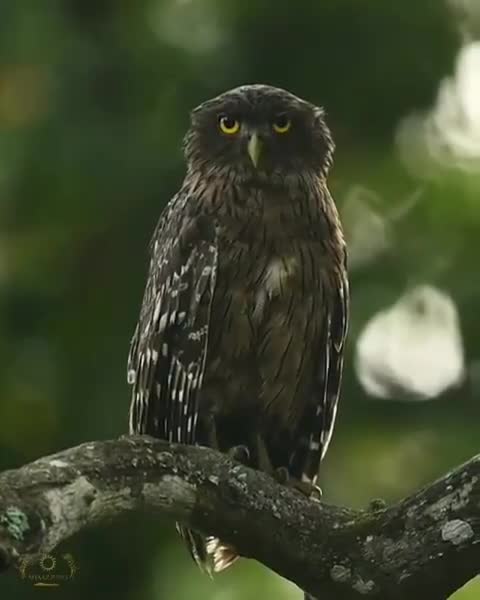 Stunning Close Up Footage of Baby Owl Waking Up In Nest