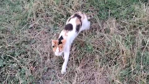 The cute cat is afraid of the wild cat and the dog.
