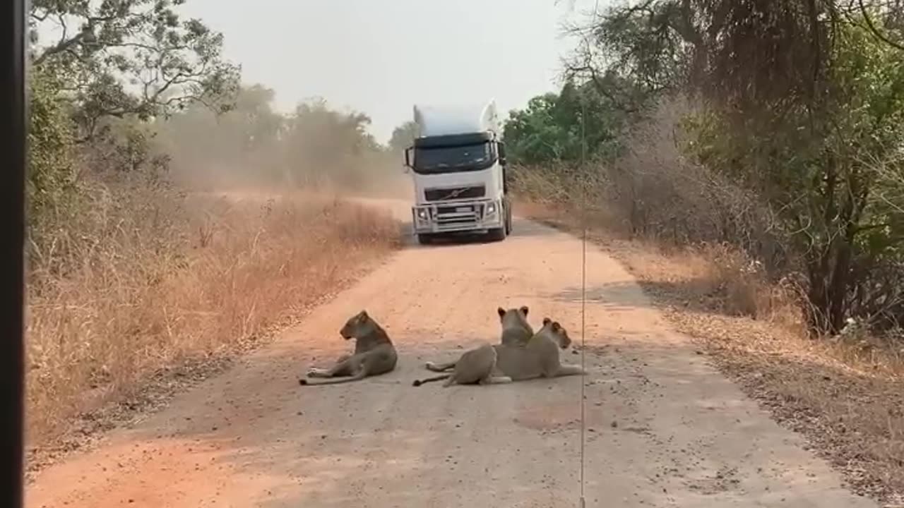 Lion Vs Truck Driver 🦁🚛