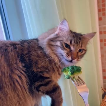 Yuck, don't like broccoli