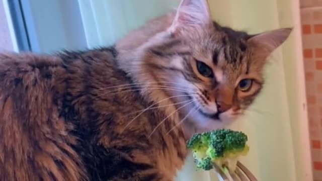 Yuck, don't like broccoli