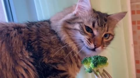 Yuck, don't like broccoli
