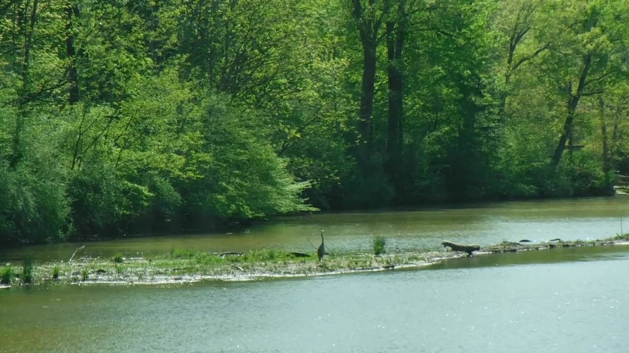 Great blue heron