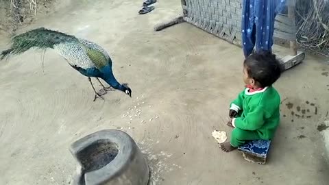 chield love peacock | kids |