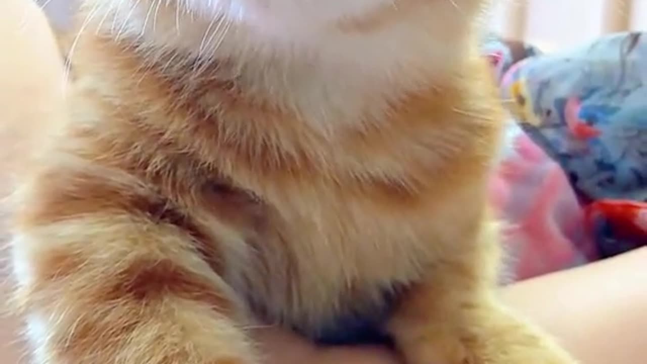 cats being cats
