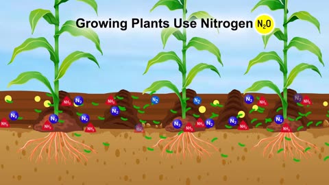 Custom Bio 2D animation