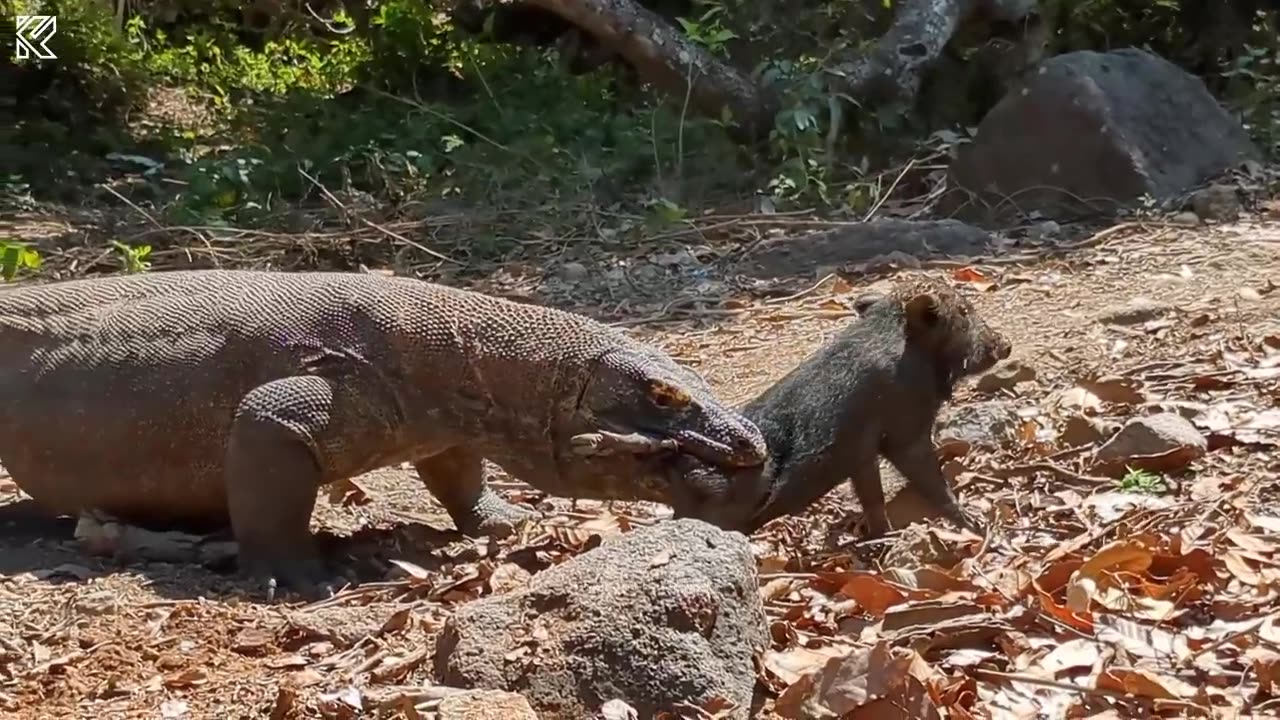 Komodo dragon attack