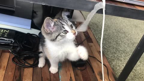 A playful cute cat wants to remove the tape from the computer cable.