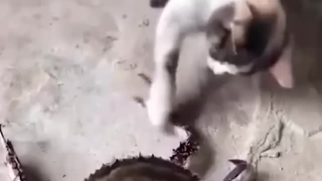 FUNNY CAT & DOG