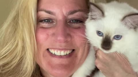 Chocolate Mitted Ragdoll Kittens
