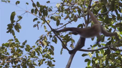 Swing Through the Trees With Amazing Spider Monkeys | National Geographic