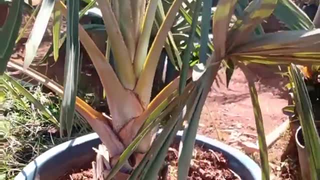 Palmeira Bismarckia . . . . . #palmeirabismarckia