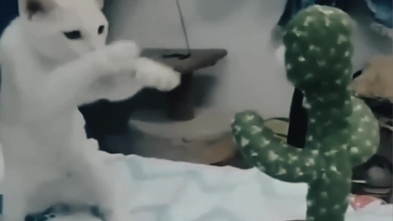 Funny video