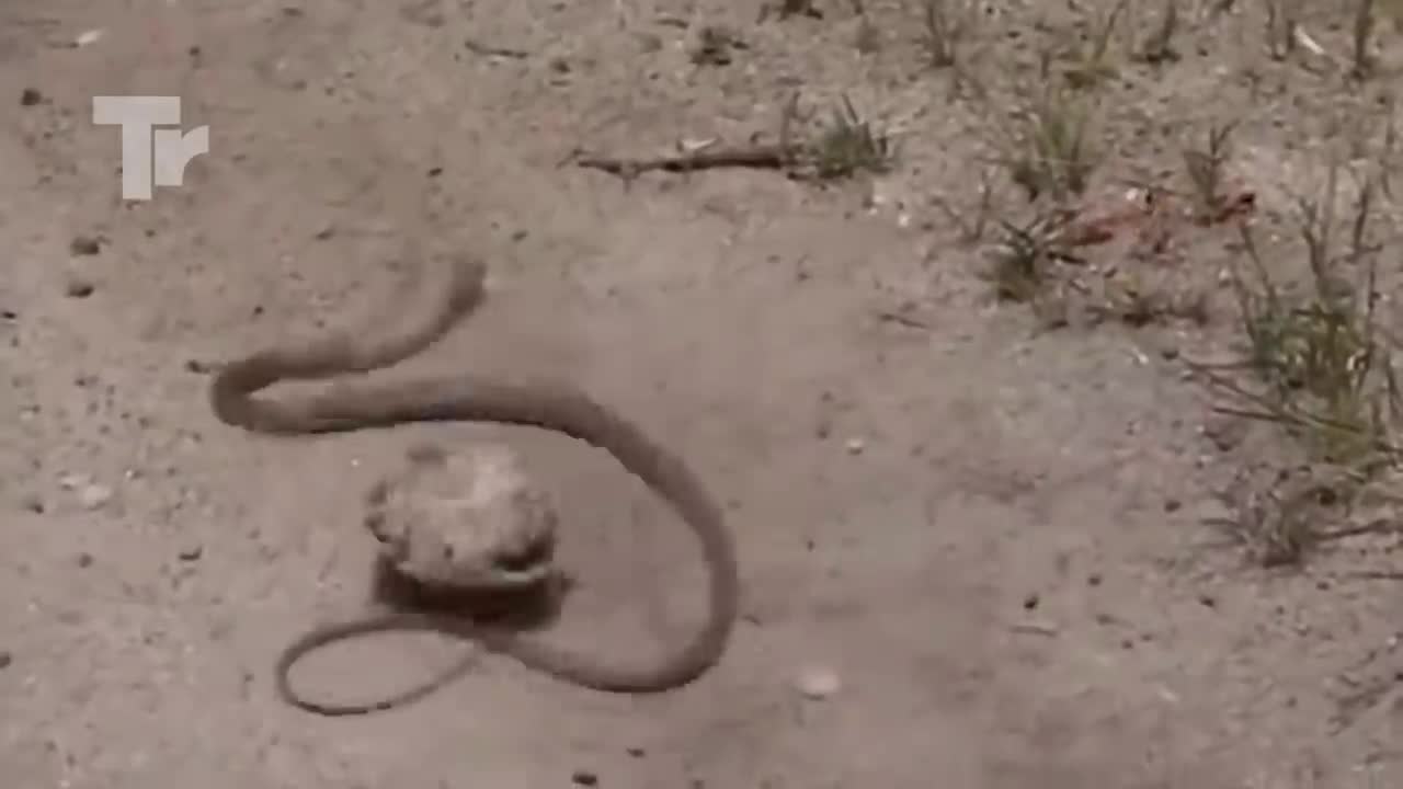 Never mess with Turtles (Turtle attacks and catching preys)