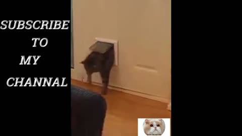 Funny cat and dog home #217 videos Funniest Animal Baby Cats Compilation