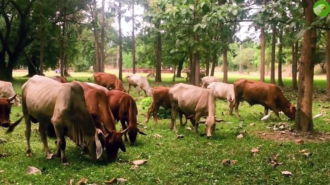 Cow videos_cow grazing_cow sounds_funny cow moments