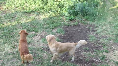 Brave Golden Retrievers chase off a black bear