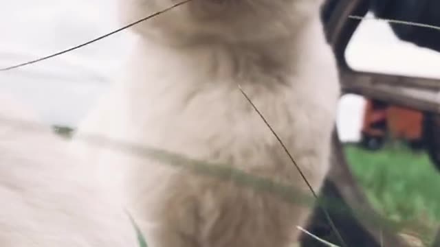 I love this style of video and cats