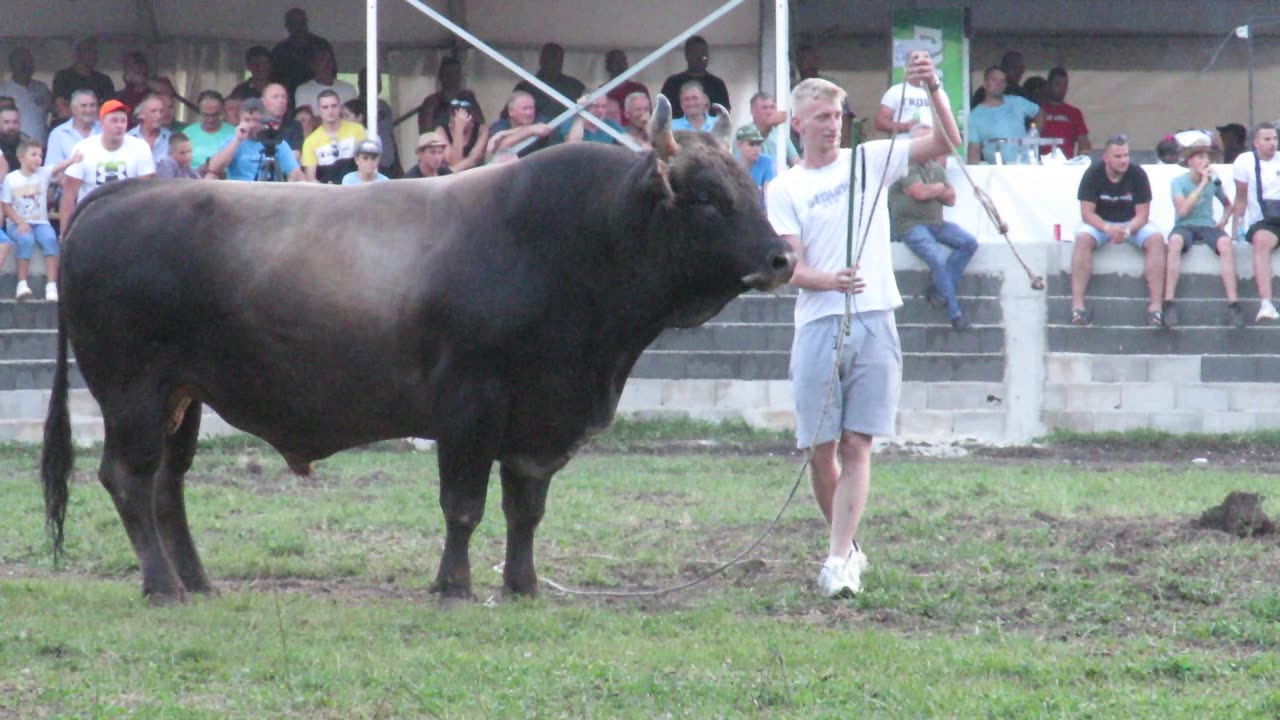 Medonja od Palačkića vs Žuja od Tomića Liskovica 2024