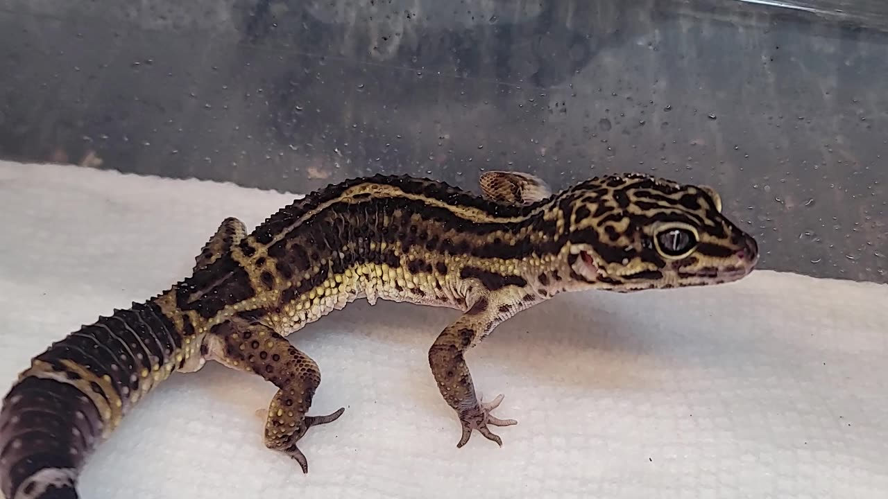 Black Night leopard gecko