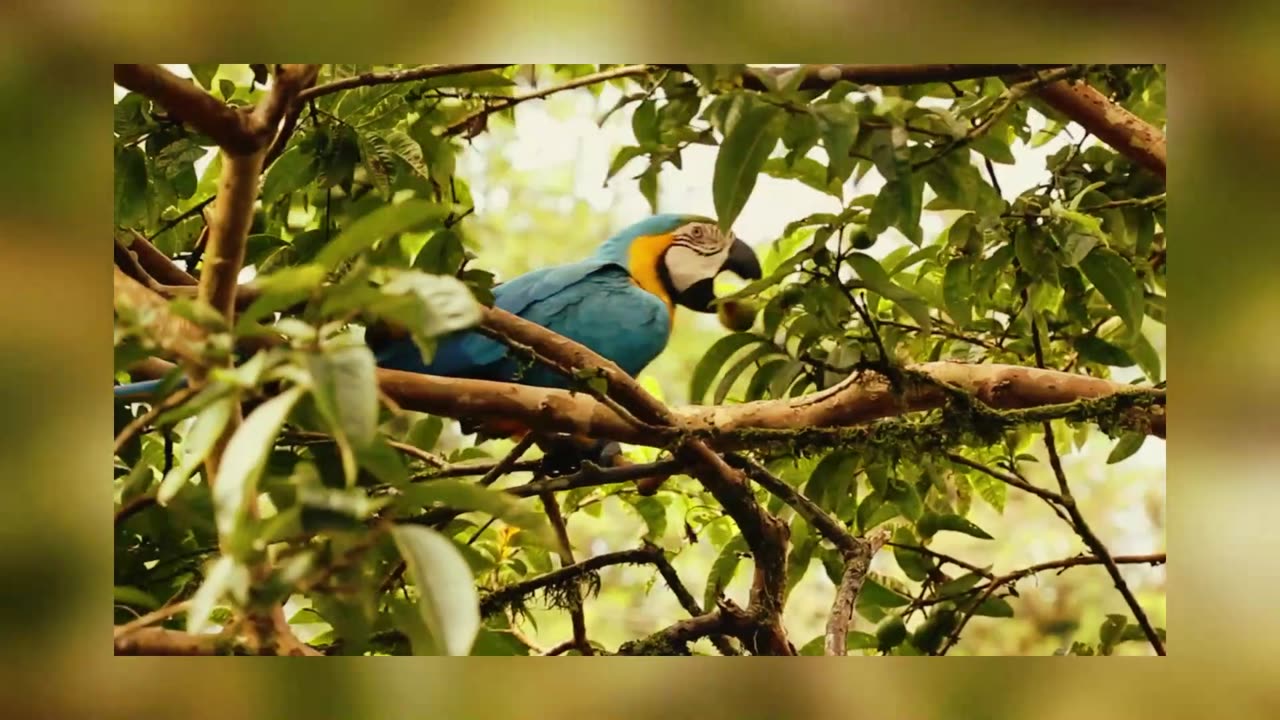 Macaws Gods Amazing Animals Kids Club for Jesus