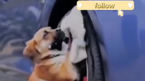 Funny Dog