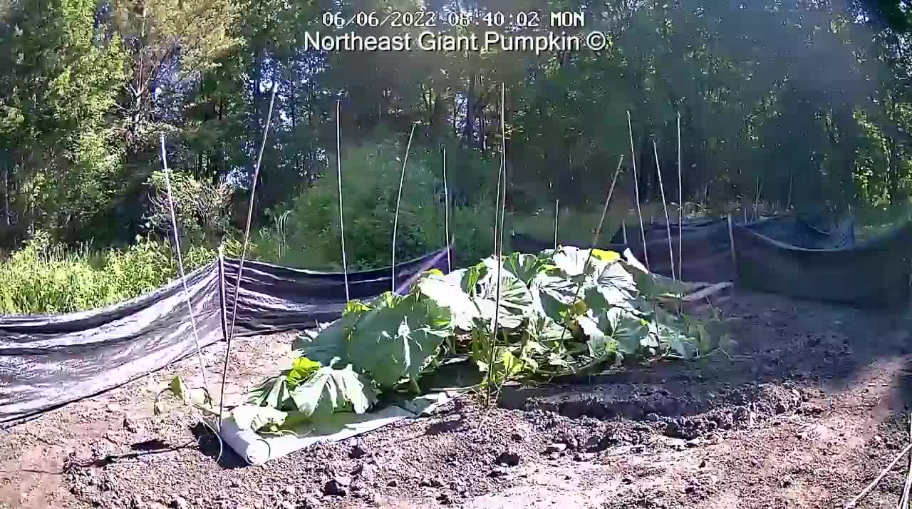 Giant Pumpkin Timelapse _ aka _Bear Swipe_ _ Winner of Topsfield Fairlovely