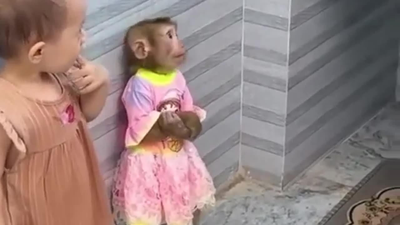 Funny Monkey