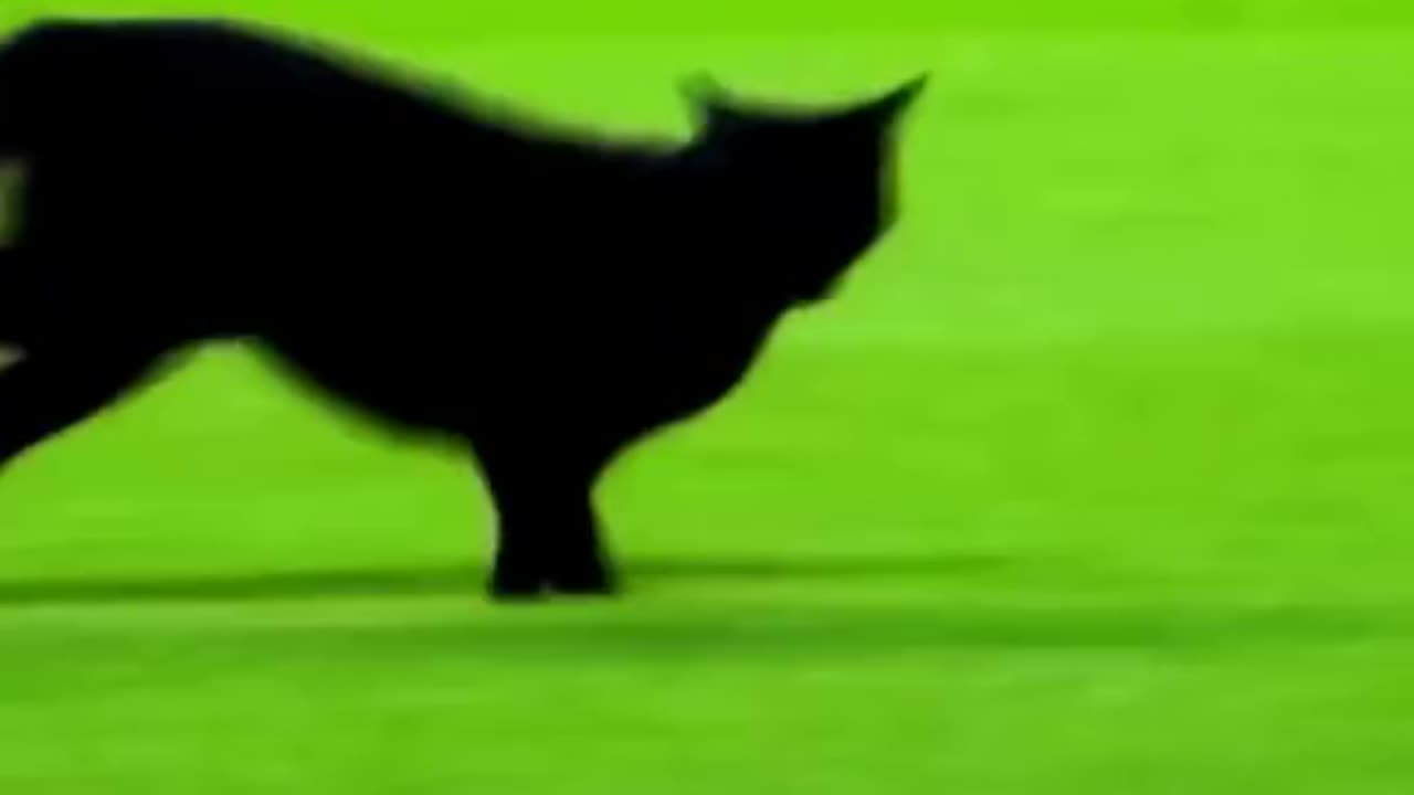 Animal Football #animal #fifa #football