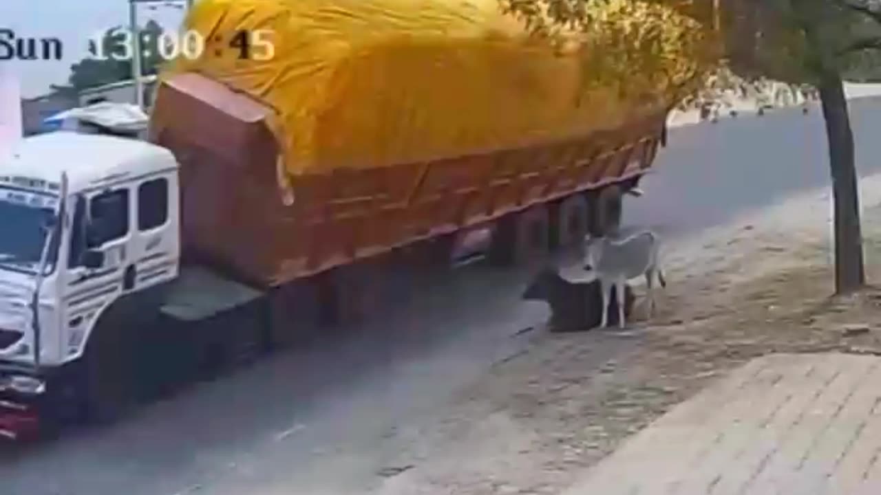 HORROR! A COW IS COMPLETELY BURIED WHEN THE ENTIRE LOAD OF A TRUCK FELL ON IT😢😢😢😢